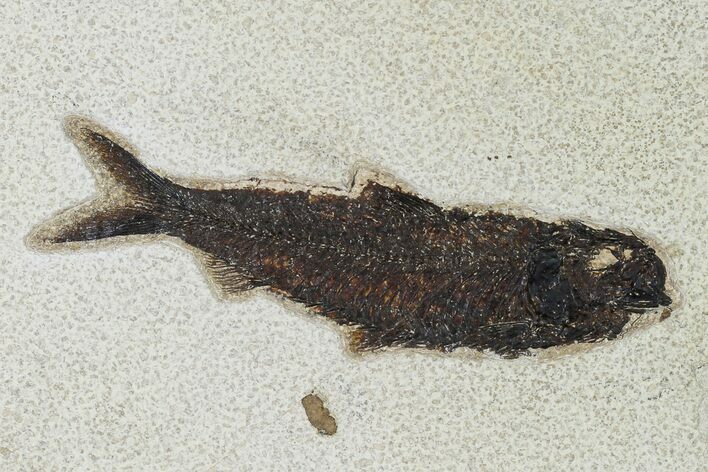 Detailed Fossil Fish (Knightia) - Wyoming #158588